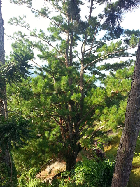 Dense forest